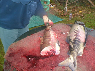 Smoking fish