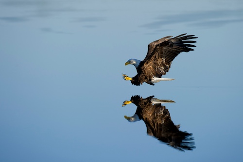 Fly Eagle Fly