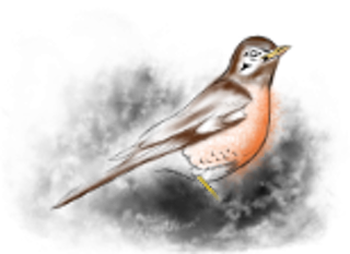 thumbnail for Story: Skw'ékw'qáq - Robin Red Breast