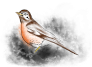 How the Robin got his red breast 1